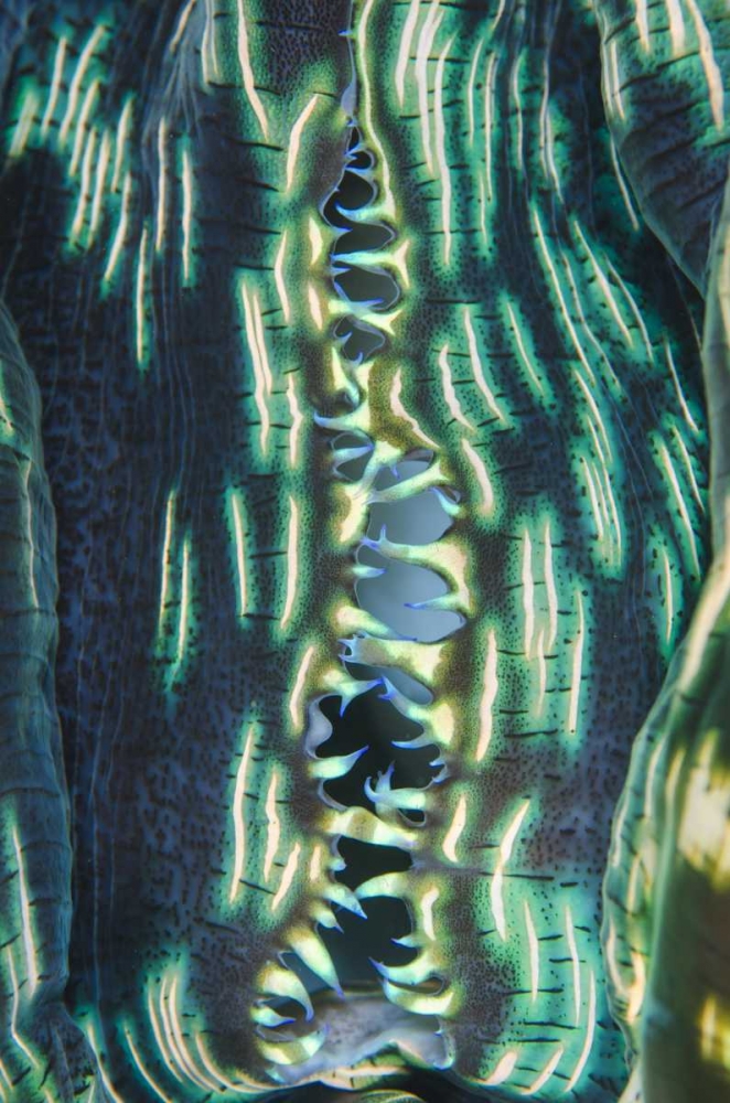 Indonesia, Papua, Cenderawasih Bay Clam shell